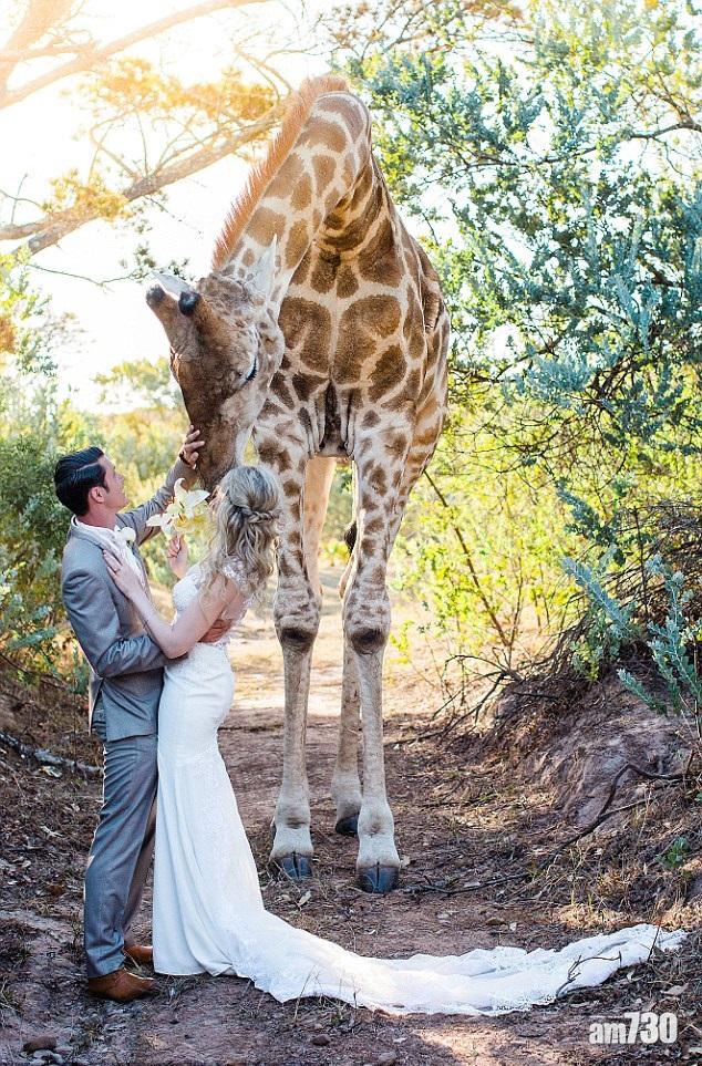 又關佢事？長頸賓客踩場