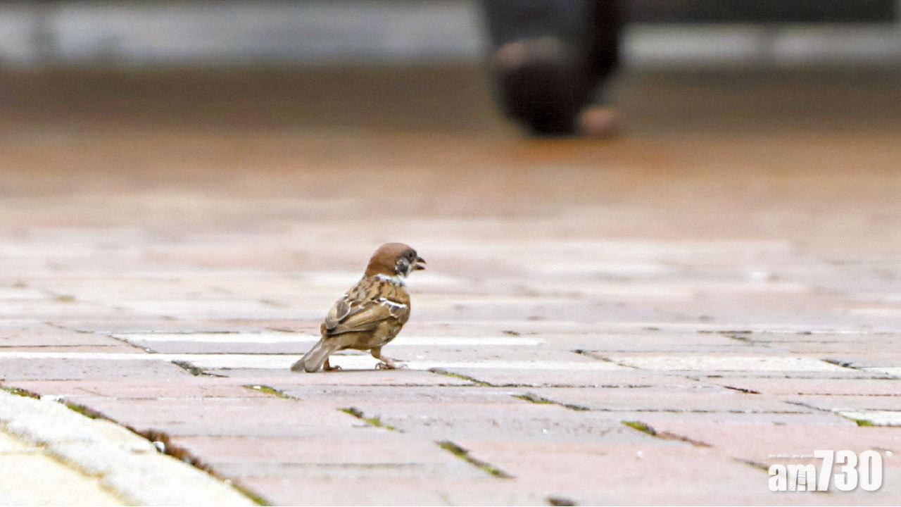 或受旱天影響 全港麻雀數量跌21%