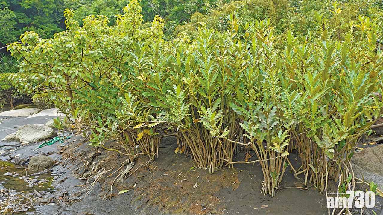 建議龍鼓灘填海 村民憂再不宜居