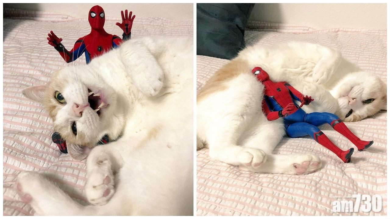 蜘蛛俠與貓的日常