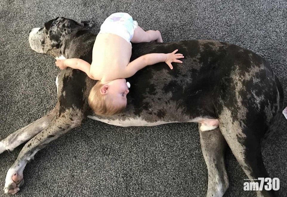 【老友狗狗】200磅大丹狗與嬰為伴超溫馨 網民話驚驚