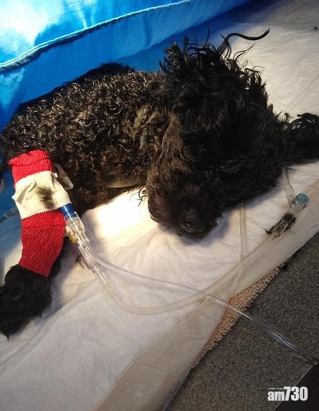 【義犬】為救主人 5磅小狗力敵熊人喪命