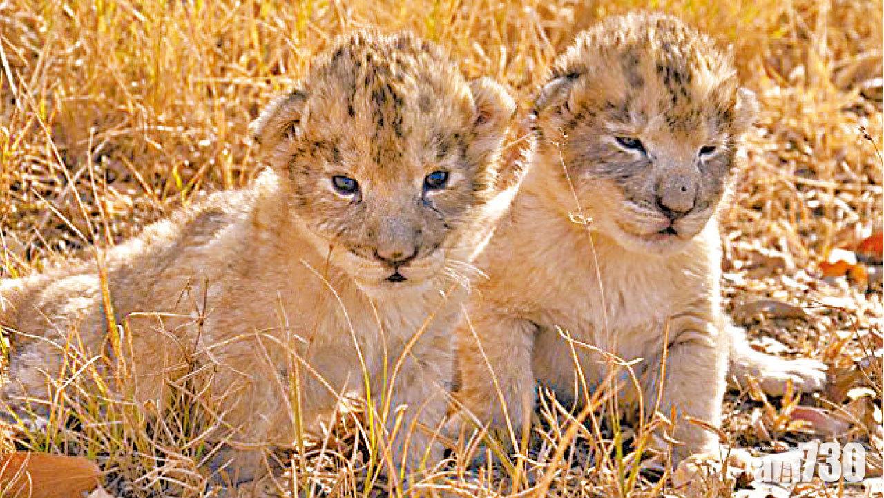 全球首對「試管獅子」誕生