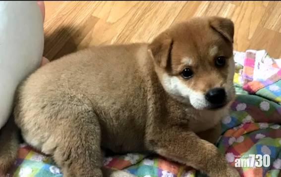 【網購中伏】6200元買到假柴犬 深圳男差點被分手