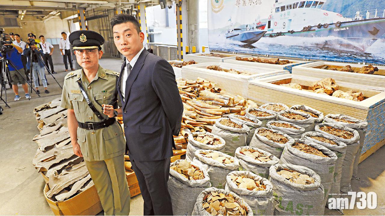 石膏板嵌紫檀木 麥片藏活蜥蜴  海關：走私分子挖空心思犯案