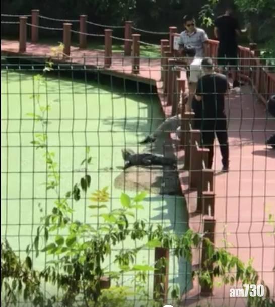 內地缺德客入保護區虐揚子鱷