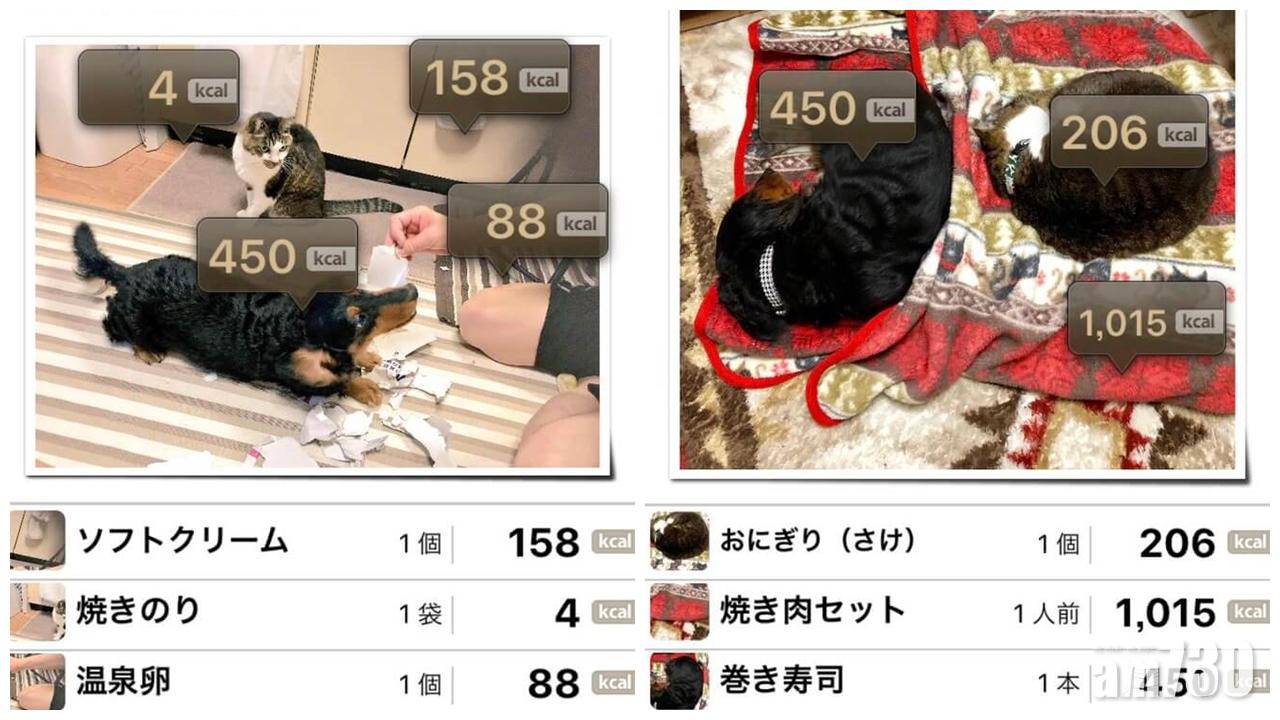 日本卡路里計算app 用喺主子們身上都得？