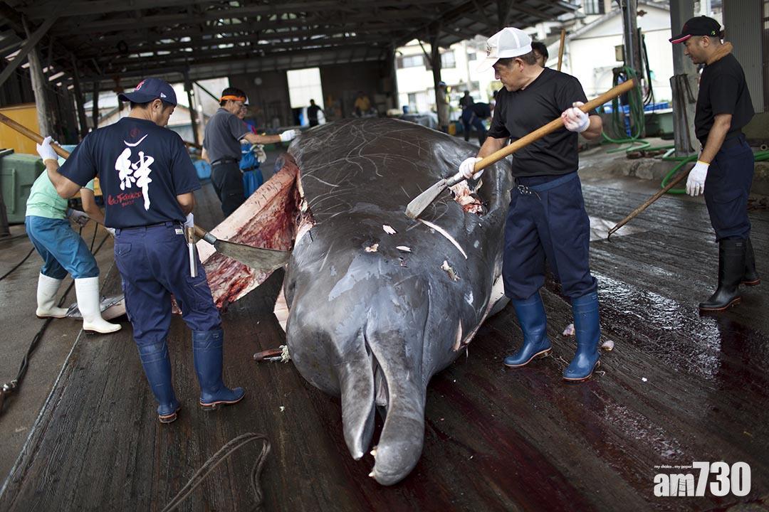 日本提解除捕鯨禁令  美澳巴西表明反對
