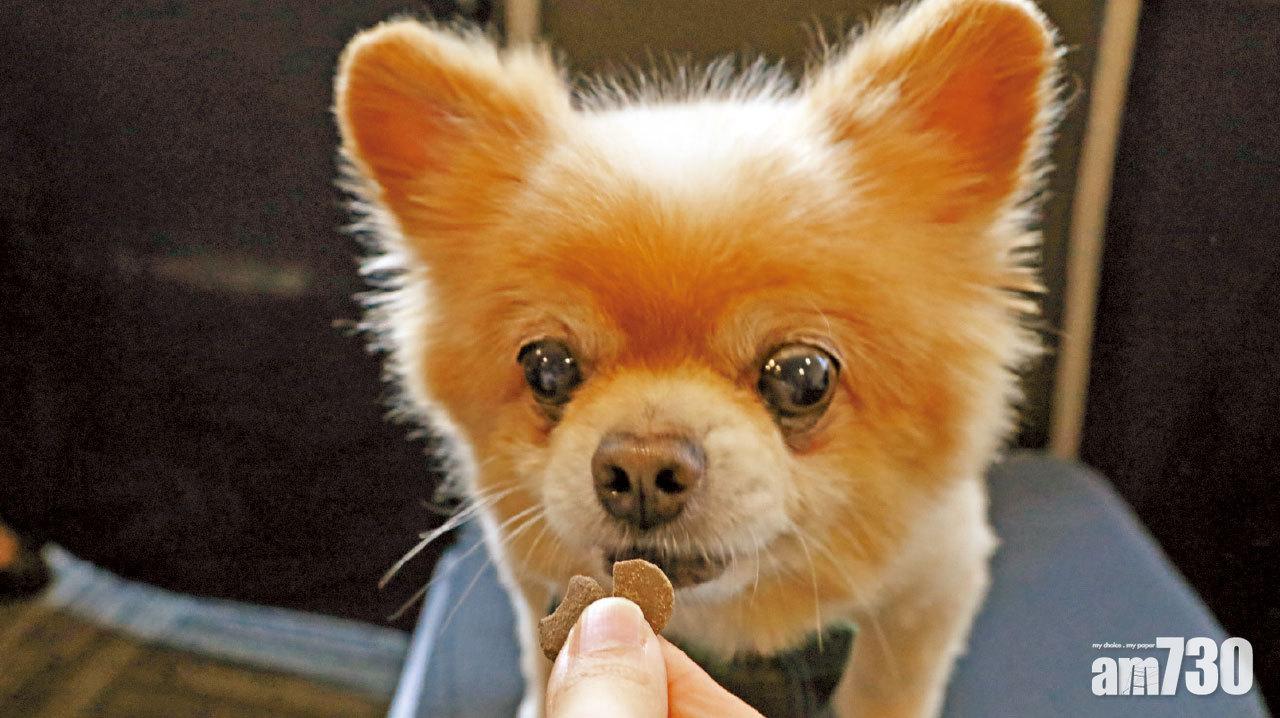 水中銀：港寵物 食安無王管  9款狗乾糧毒物測試肥佬   