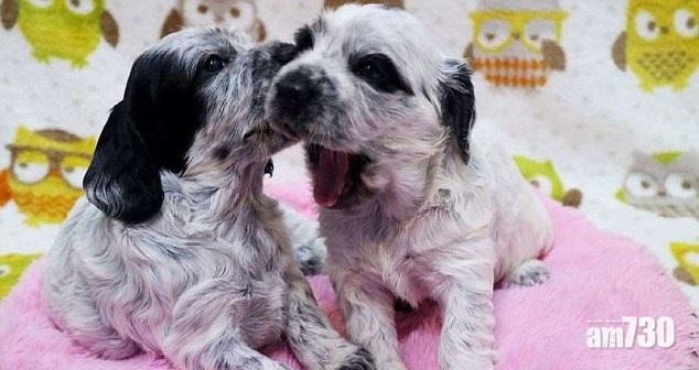 瞞妻複製亡犬 作家斥百萬續前緣