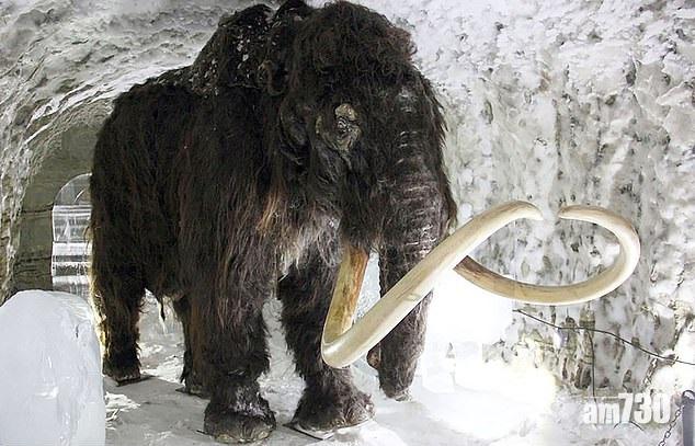 【侏羅紀公園成真？】複製長毛象絕種動物 俄擬建新冰河時期景點