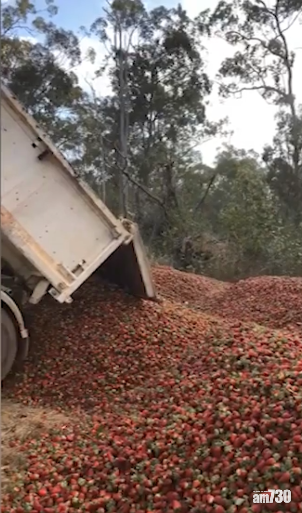 【果肉藏針】一堆堆士多啤梨山 果農心痛死(有片)