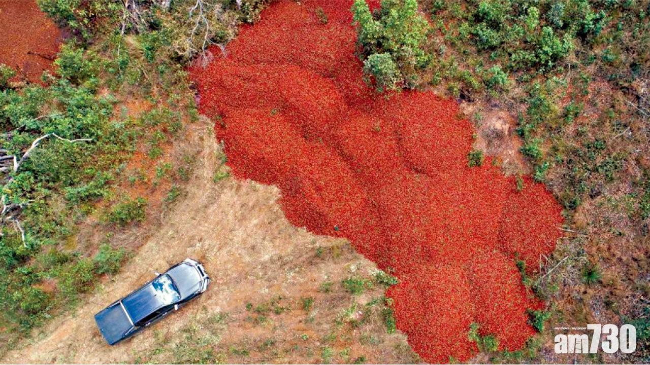 澳洲警拘一涉案少年  針插水果案件破百宗