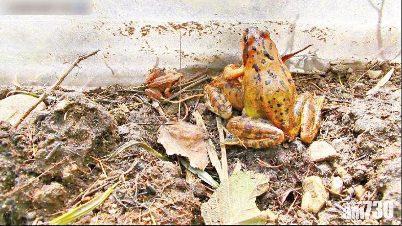 1米高膠膜圍堵去路 黑龍江滅絕式獵雪蛤