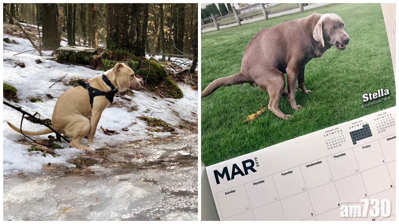 【另類爆笑選擇】愛犬大便月曆