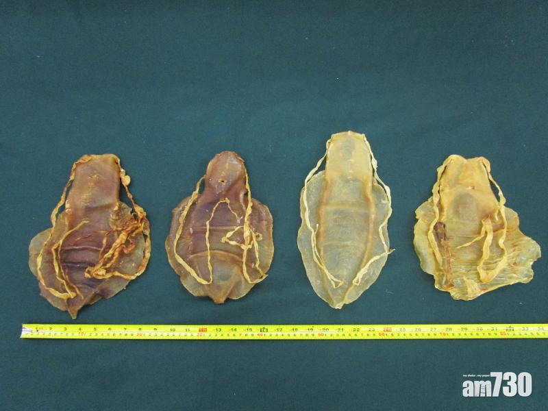 洛杉磯速遞到港 海關檢30萬元走私石首魚花膠