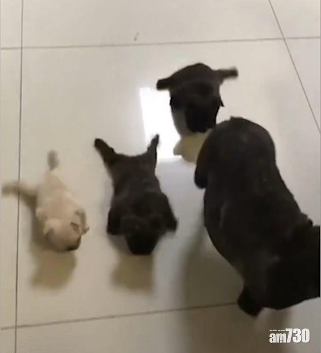 【可愛小短腿】老虎狗寶寶學行 腿不夠力奮力爬爬 (有片) 