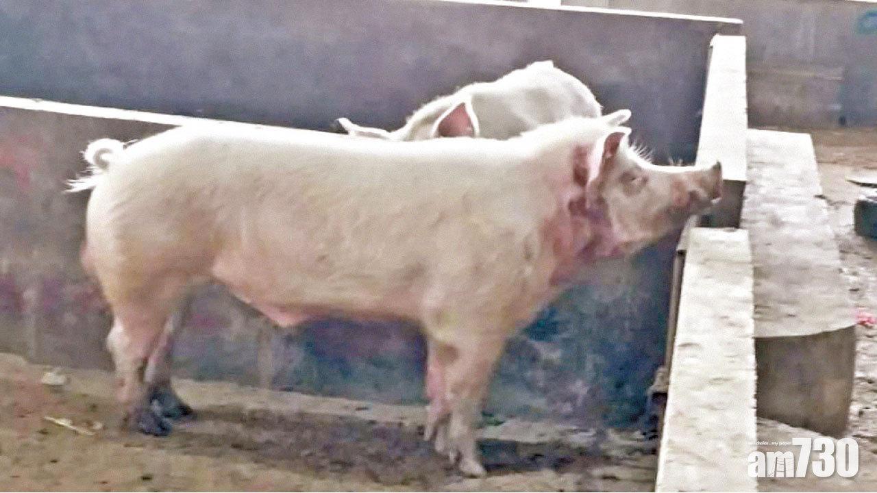 巨型公豬發狂咬死主人