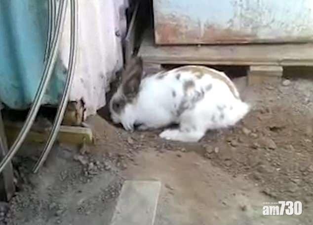 【化身英雄】兔兔奮力掘窿為了……(有片)