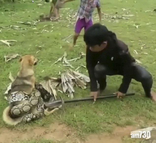 【人類最好朋友】遭巨蟒纏身 3童揮棒狂揍蛇口救狗 (有片)