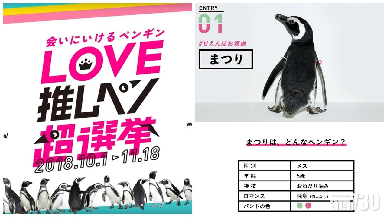 【有片】日本企鵝人氣選拔賽 勝出者可錄製單曲