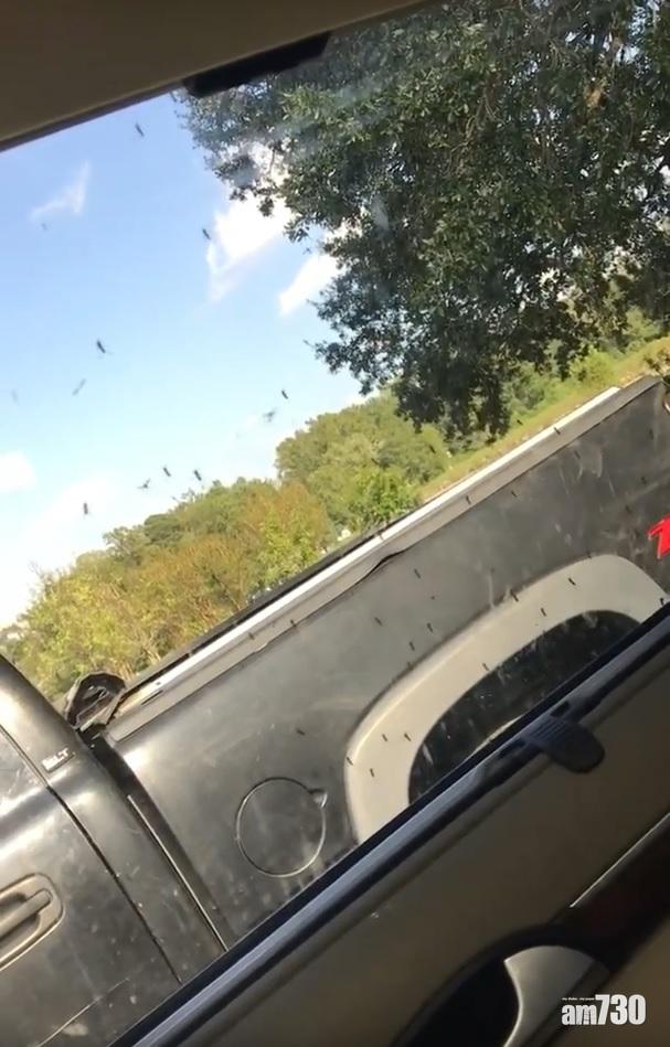 【異形巨蚊】美災民遭巨蚊包圍困車上 想開槍殺晒佢 (有片)