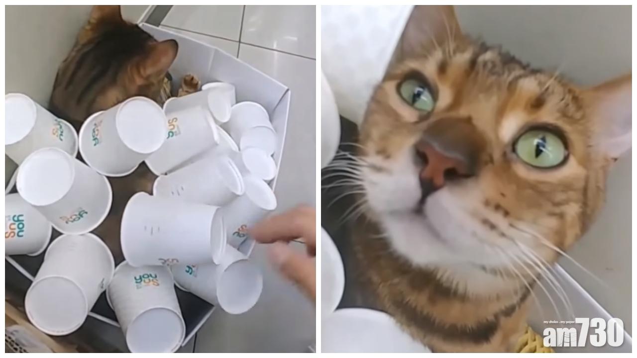 【有片】拔火罐？紙杯藏貓