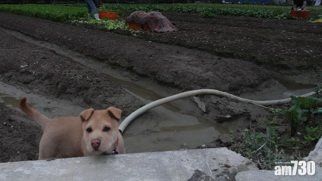 古洞南農業園工程料明年第三季展開  農戶批無落區諮詢質疑黑箱作業