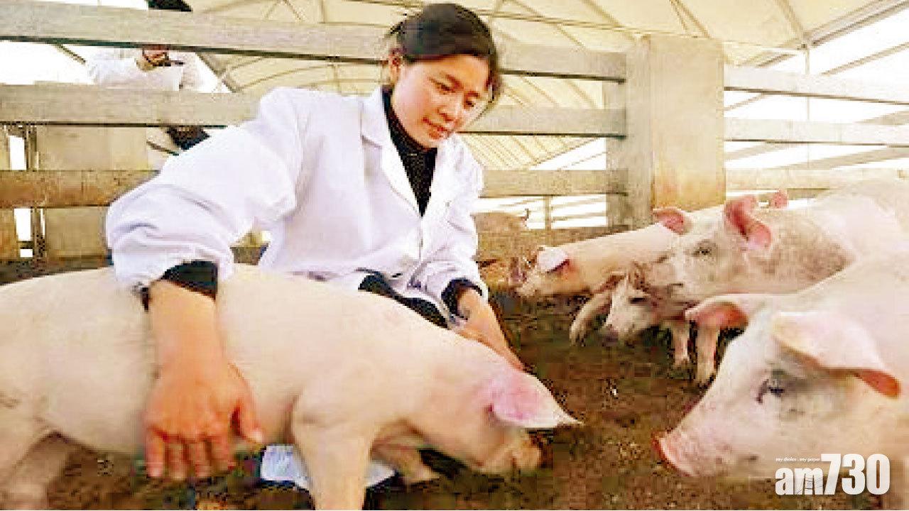 兩日確診兩宗  遼寧253豬染非洲豬瘟亡