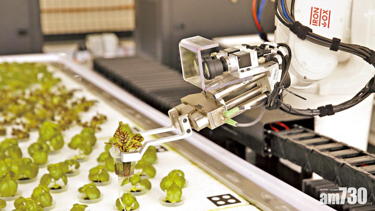 美推AI農場 產量多傳統種植30倍