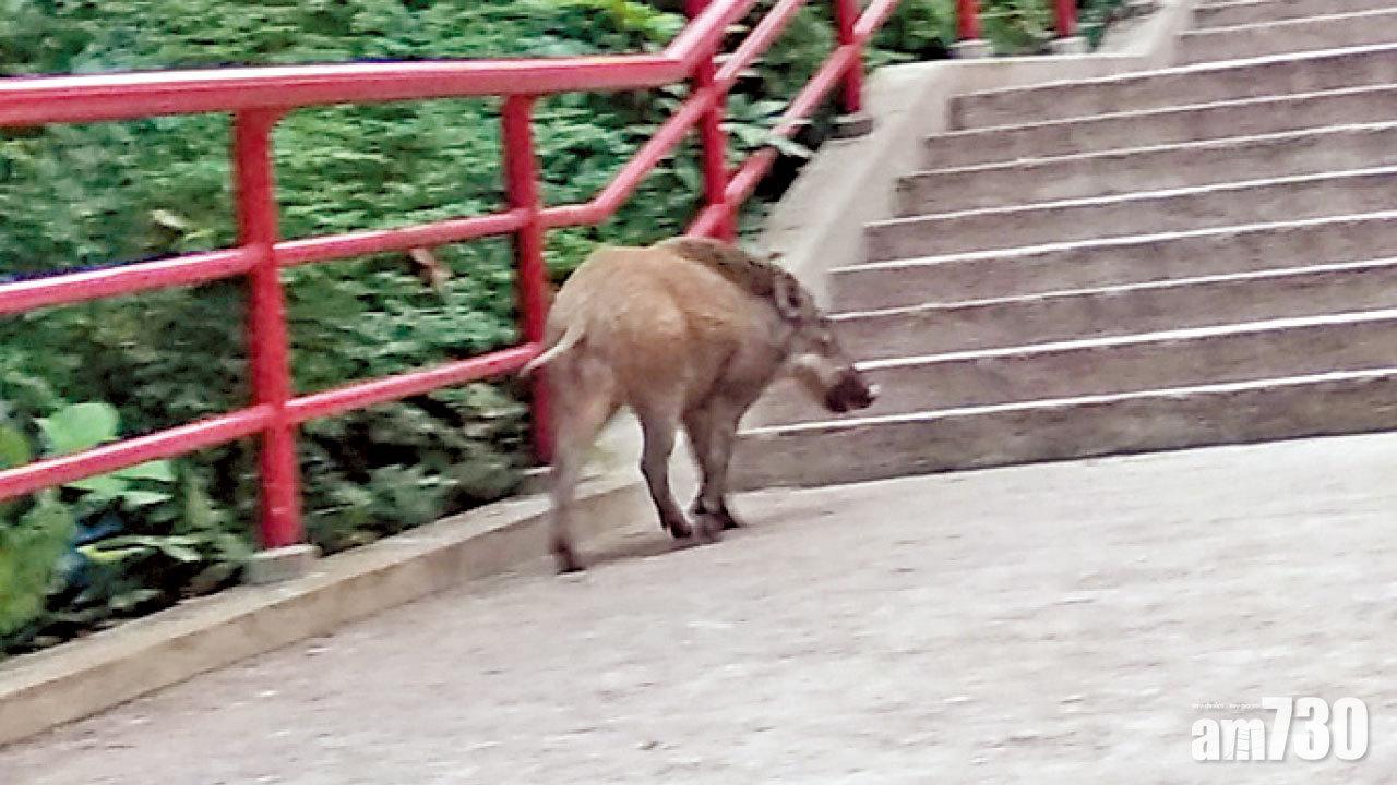 黃大仙野豬襲人最少3傷