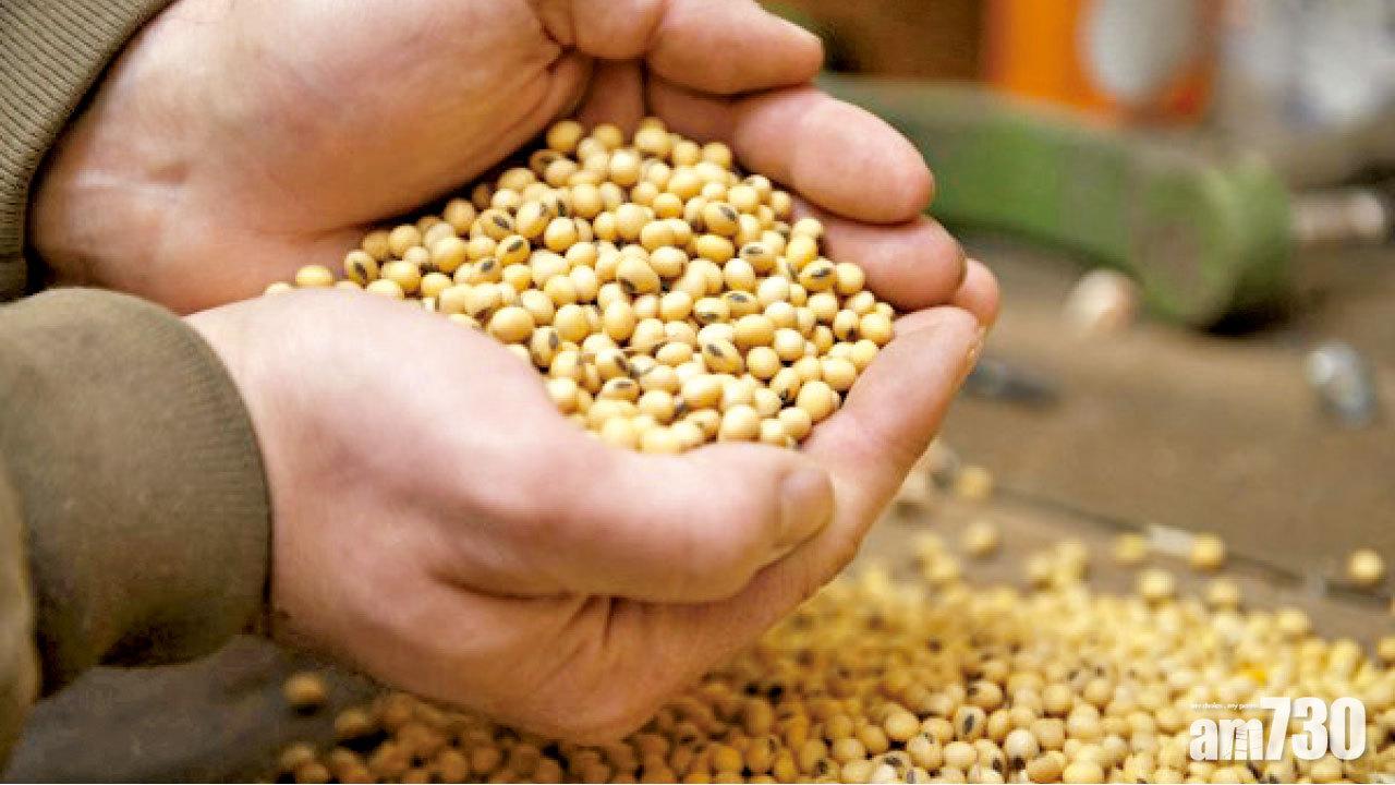 中美貿易戰波及養豬  豬飼料擬減豆粕含量