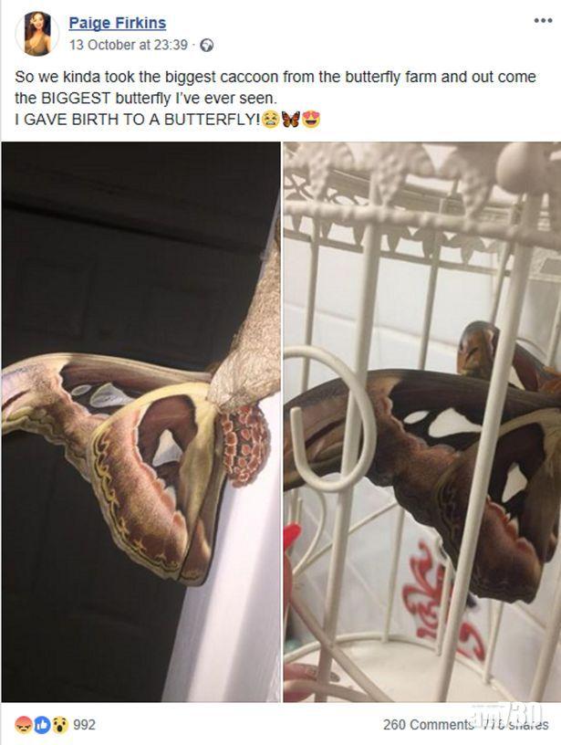 【堅稱無偷嘢】少女擅取蝴蝶園珍貴蛾繭 上網炫耀唔肯交還