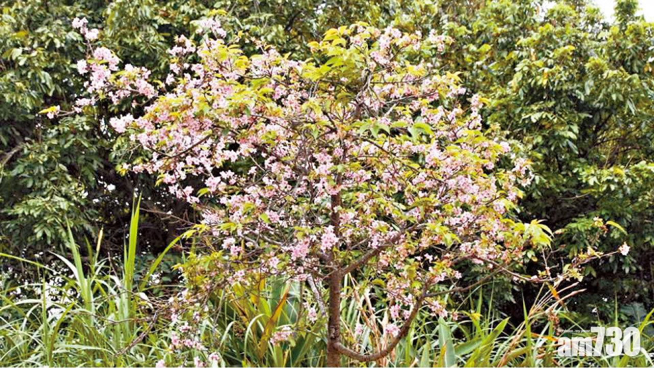 颱風影響植物激素 日本逾300宗10月櫻異象