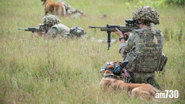 【用完就棄】英軍犬患病遭人道毀滅　威廉王子「狗保鏢」亦遭處死