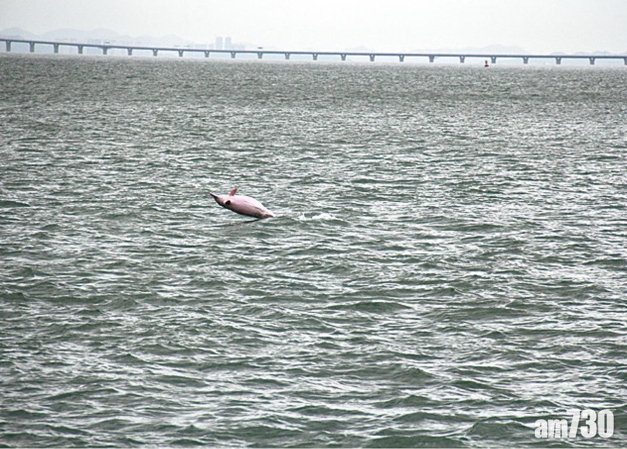 港珠澳大橋趕絕 6年白海豚少四成