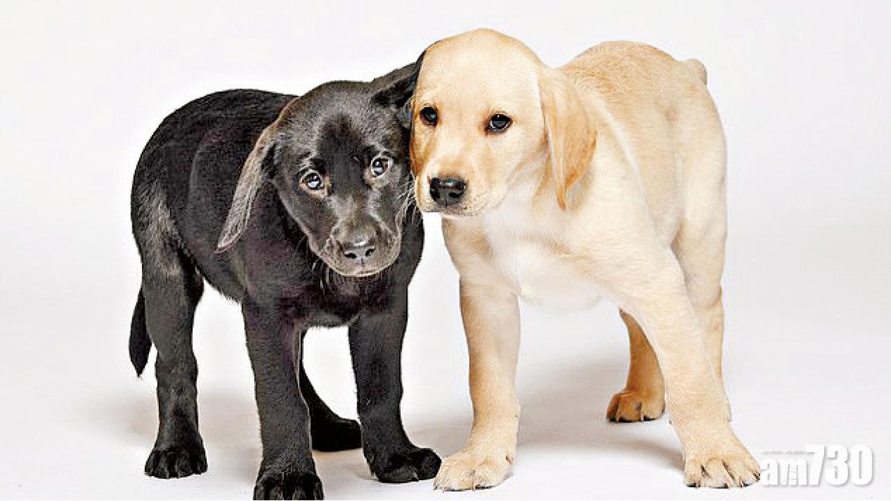 天生救人狂 狗兄妹成醫路