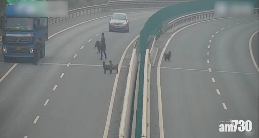 4羊誤闖高速公路 貨車司機順手牽羊