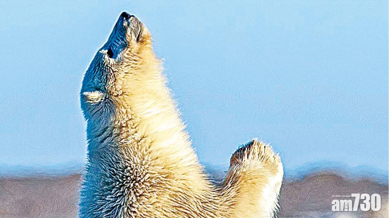 北極熊祈禱求雪