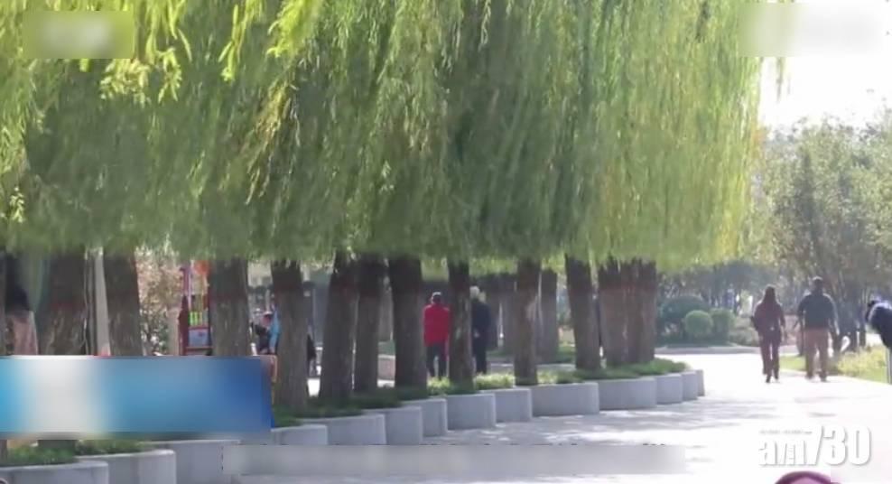 仙氣柳樹遭剪成「齊蔭」 遊人：應順其自然