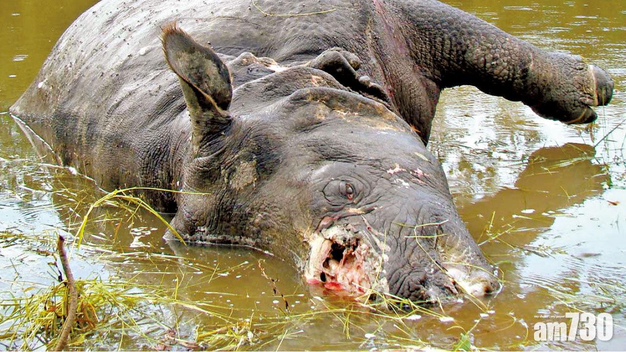 WWF:人禍  野生動物銳減六成