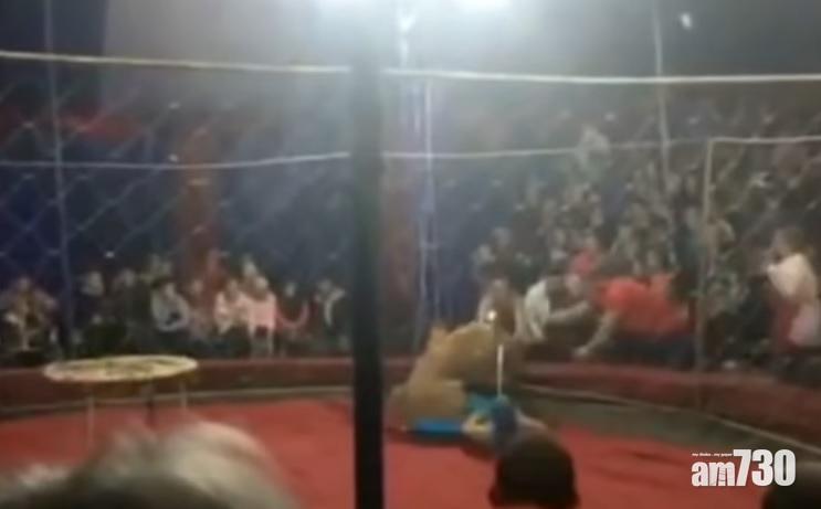 馬戲團獅子突然失控施襲  4歲女童永久留疤(有片)