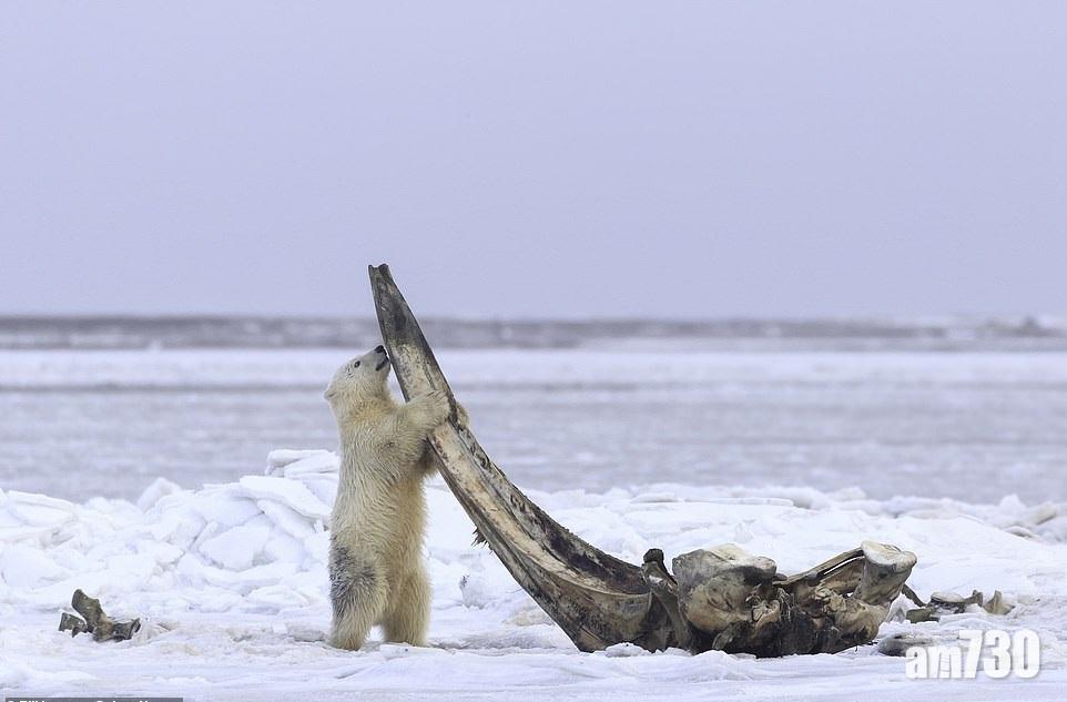 【心酸北極熊】冇肉食嘅？
