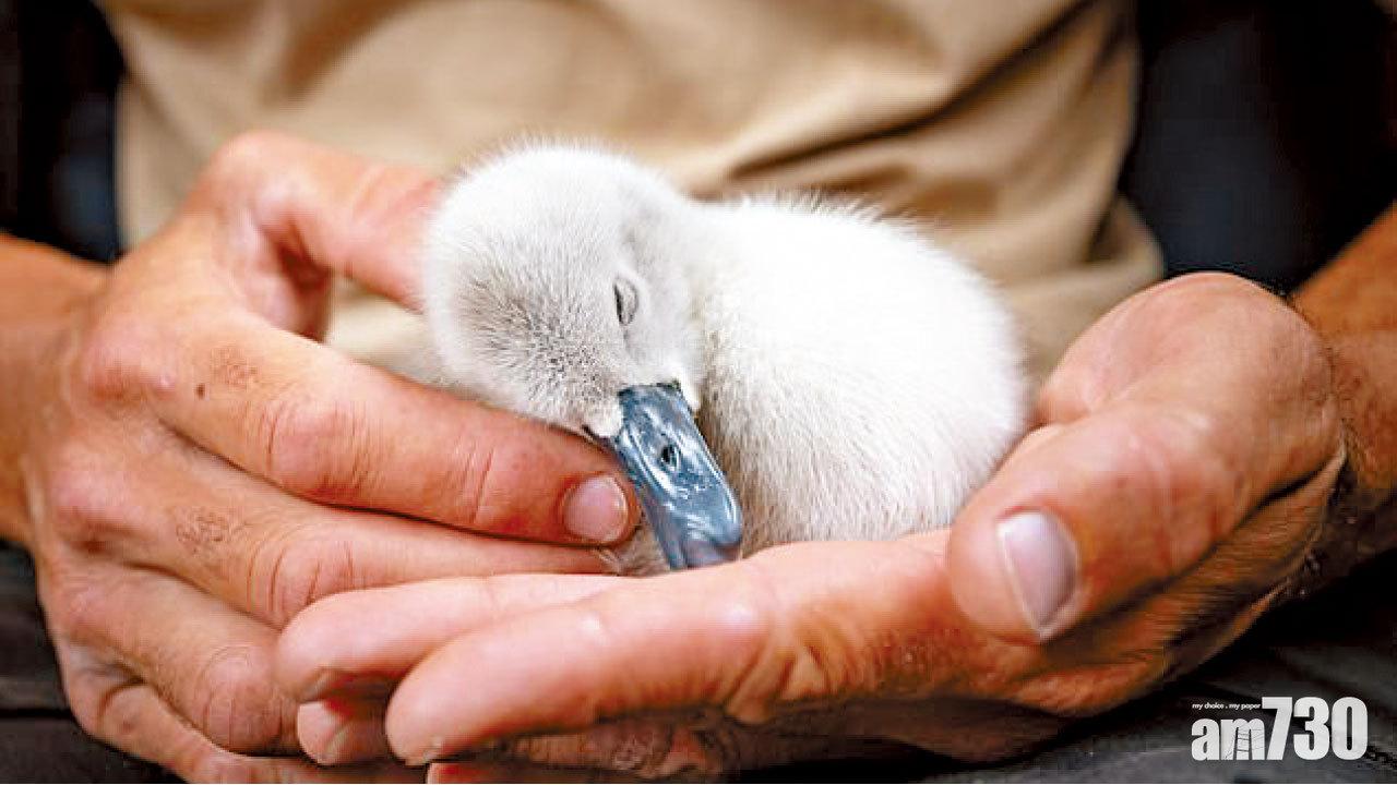 重親情 捨自由 孝鵝的抉擇