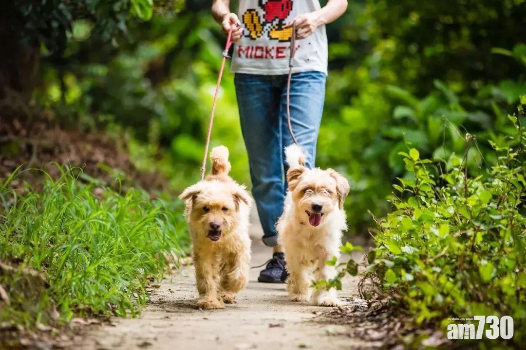 雲南文山設養狗新規：朝7晚10不准放狗