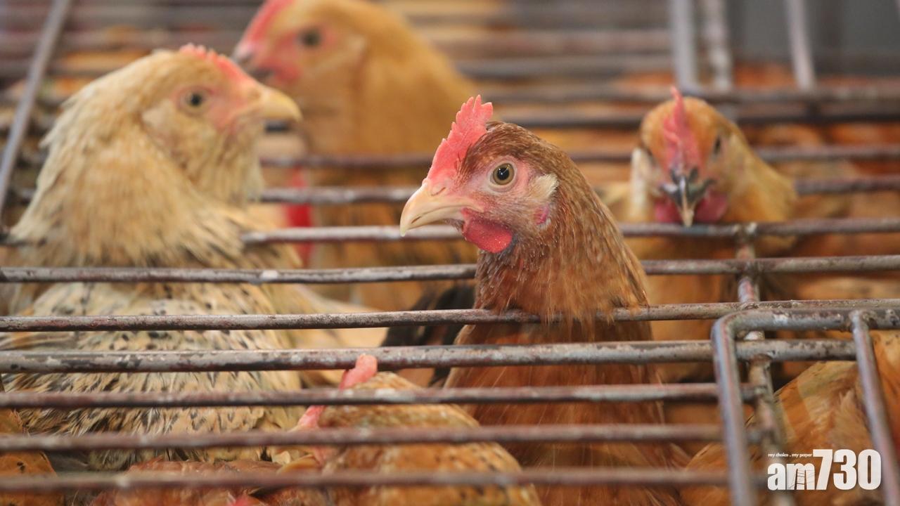 美國Stearns郡爆發禽流感 其禽肉及禽類產品本港暫停進口