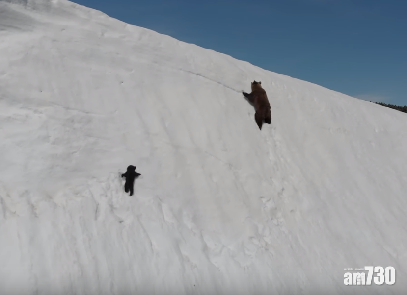 【永不放棄】熊BB雪山屢爬屢跣 網民：好勵志(有片)