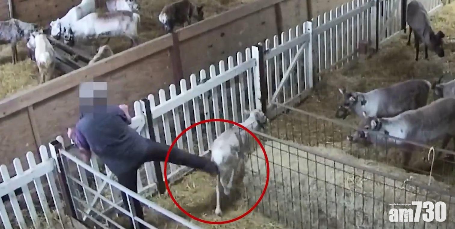 【幕後真相】暗中偷拍牧場 揭馴鹿遭員工猛踢 瘦骨嶙峋(有片)