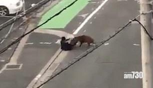 【好驚驚】野豬闖市區 如蠻牛剷跌西裝男再猛撞 (有片)
