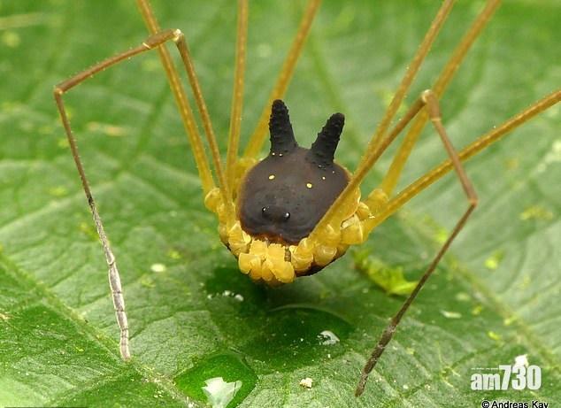 狗頭蛛怪到無朋友